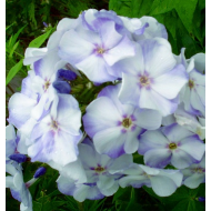 Флокс Phlox Новинка